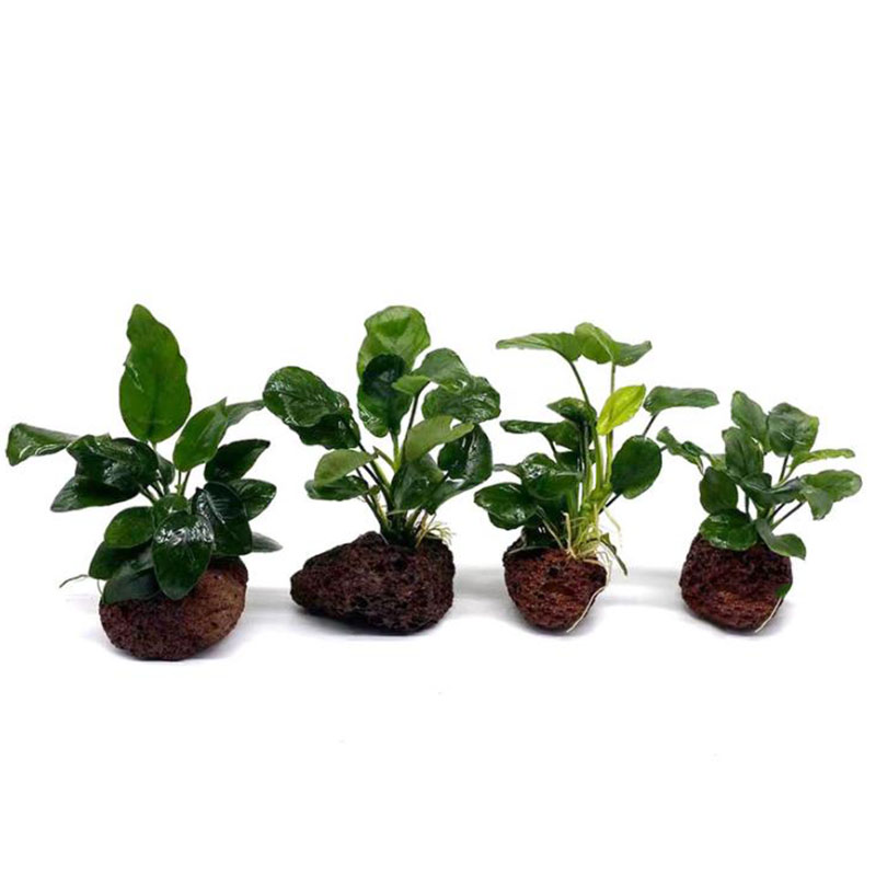 Volcanic Aquarium Decoration F - Live Plant Aquarium ulasan dan harga