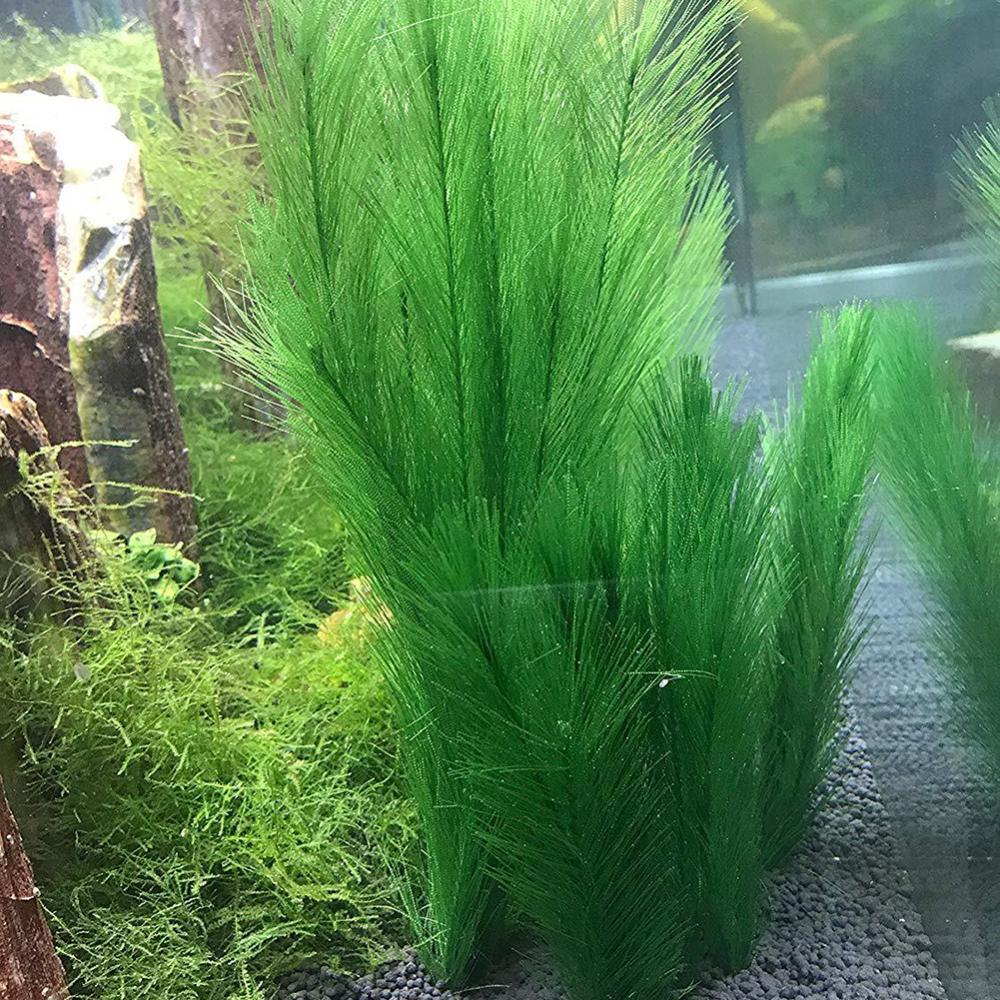 1/3Pcs 28/40cm Aquarium Fish T - Live Plant Aquarium ulasan dan harga