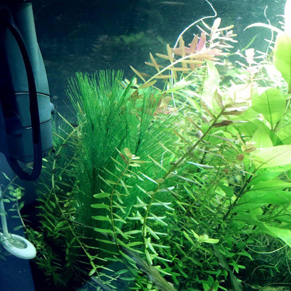 1/3Pcs 28/40cm Aquarium Fish T - Live Plant Aquarium ulasan dan harga