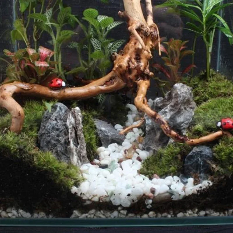 Natural Tree Trunk Driftwood A - Live Plant Aquarium ulasan dan harga