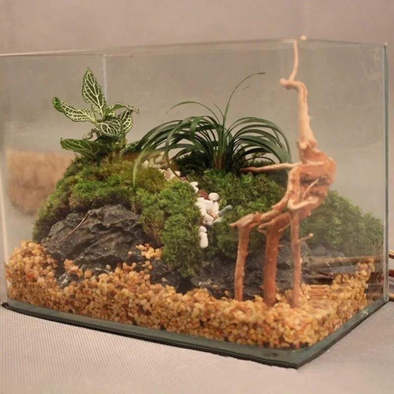 Natural Tree Trunk Driftwood A - Live Plant Aquarium ulasan dan harga