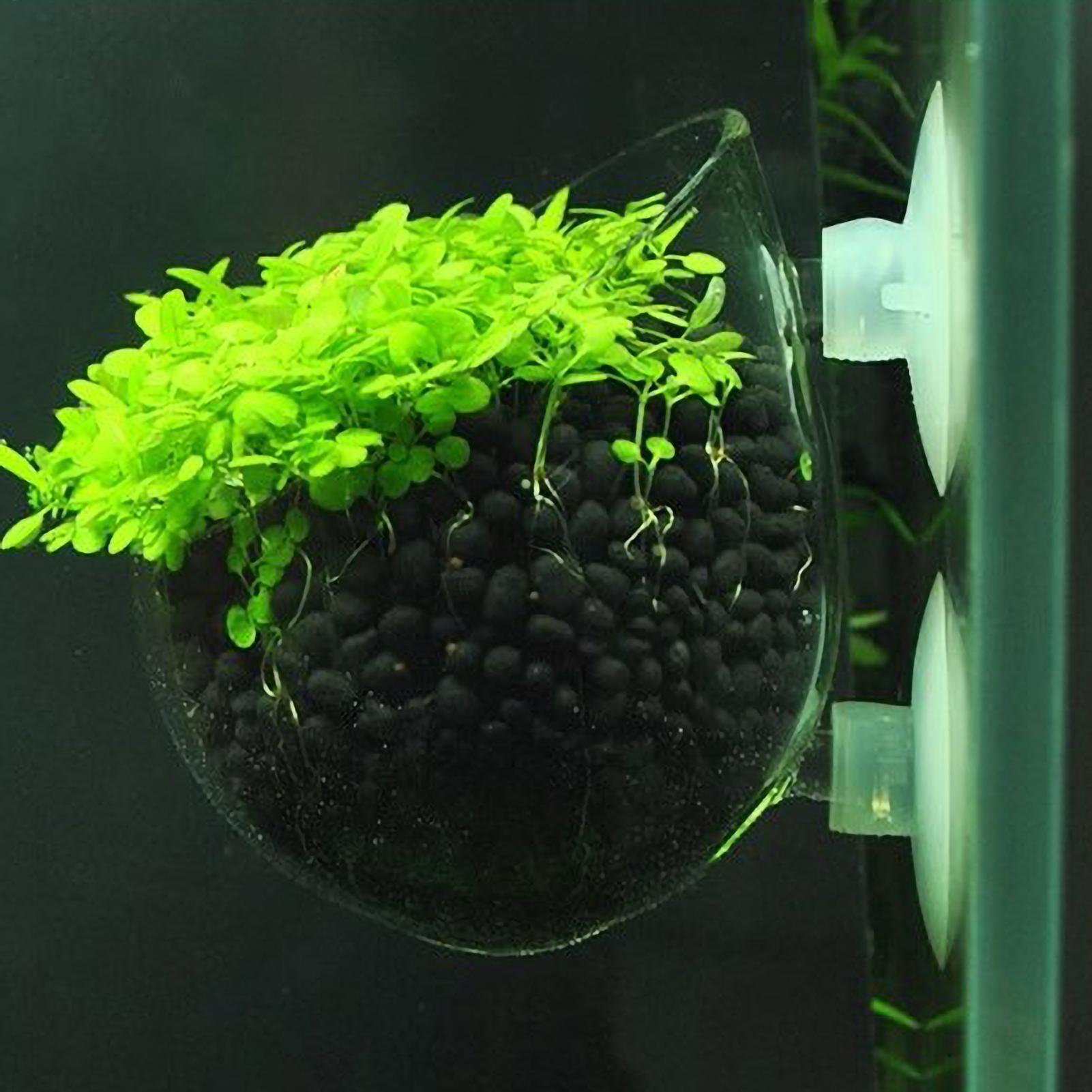 Aquarium Plant Holder Glass Aq - Live Plant Aquarium ulasan dan harga