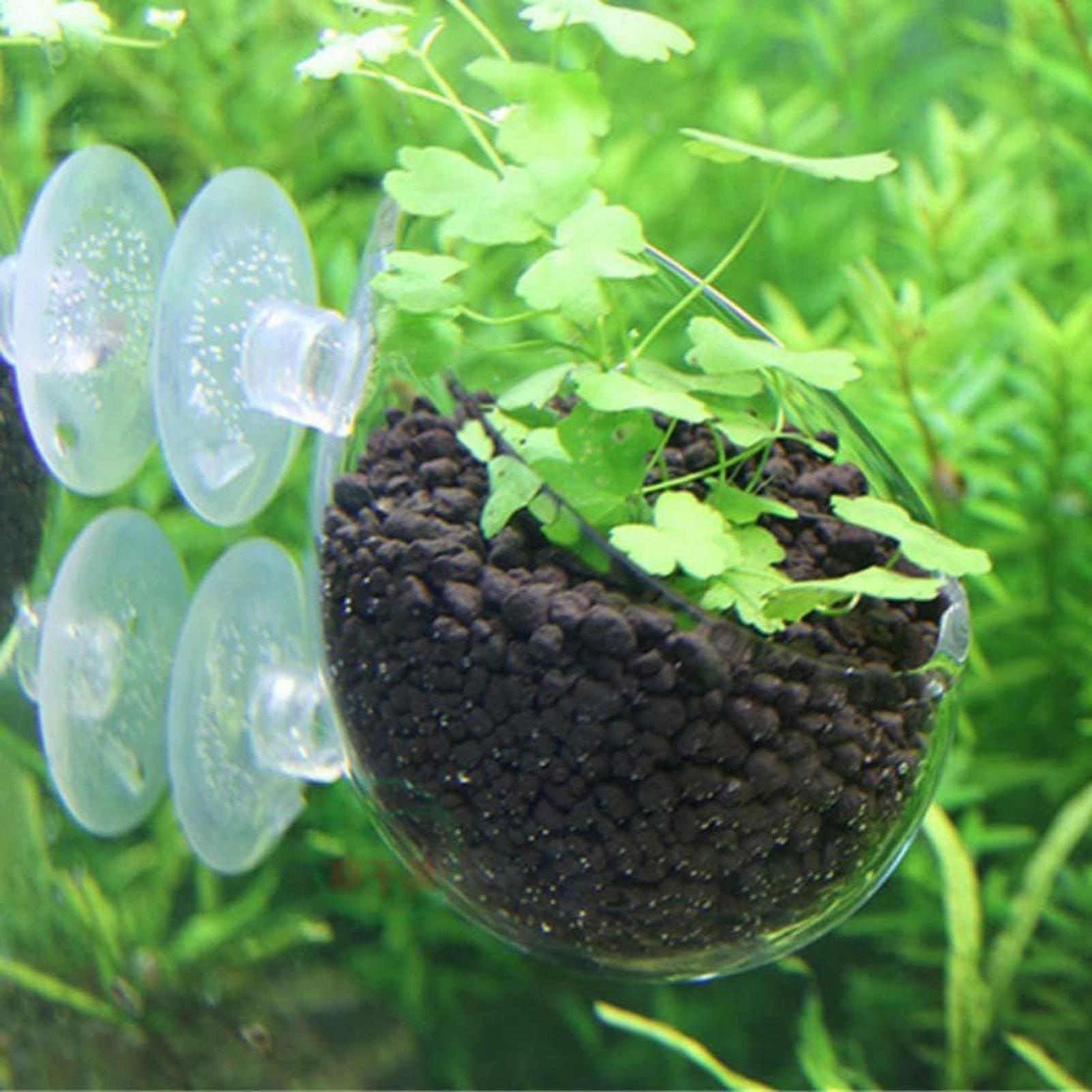 Aquarium Plant Holder Glass Aq - Live Plant Aquarium ulasan dan harga