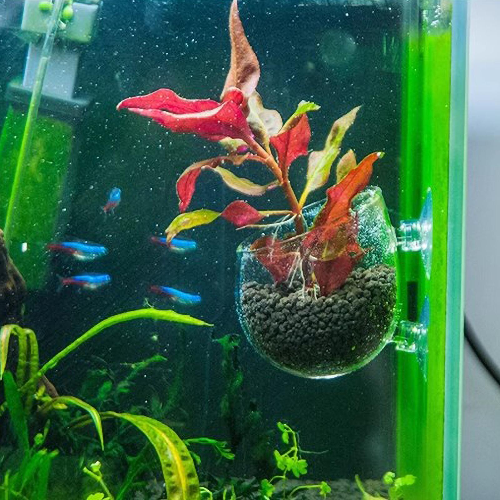Aquarium Plant Holder Glass Aq - Live Plant Aquarium ulasan dan harga