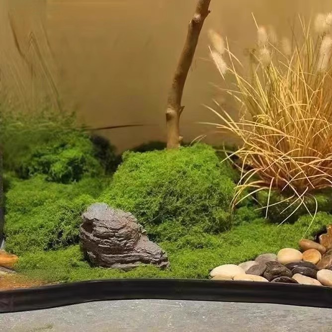 200g Eternal Life Moss DIY Cra - Aquarium Moss ulasan dan harga