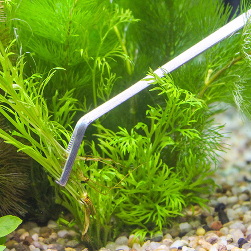 Professional Aquarium Maintena - Live Plant Aquarium ulasan dan harga
