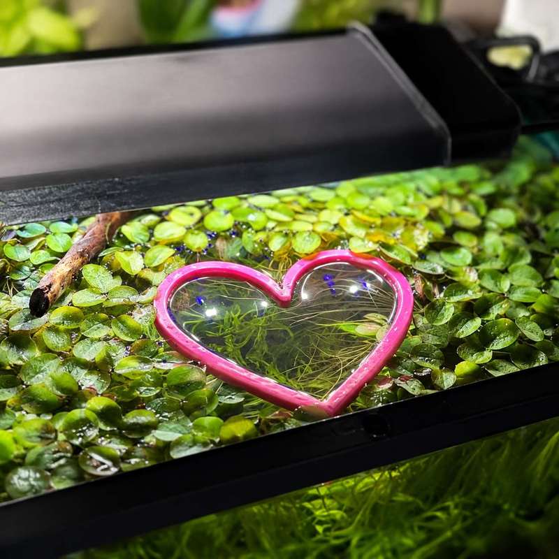 Heart Shaped Floating Fish Fee - Aquarium Fertilizer ulasan dan harga