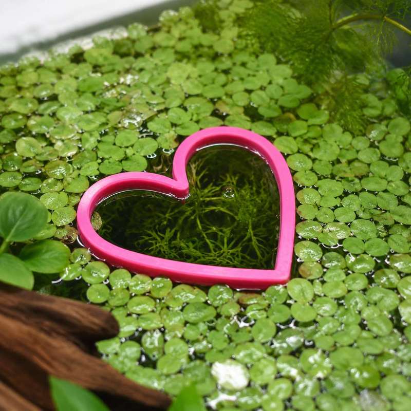 Heart Shaped Floating Fish Fee - Aquarium Fertilizer ulasan dan harga