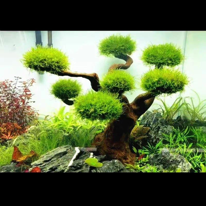 Aquarium Driftwood Landscaping - Aquarium Driftwood ulasan dan harga