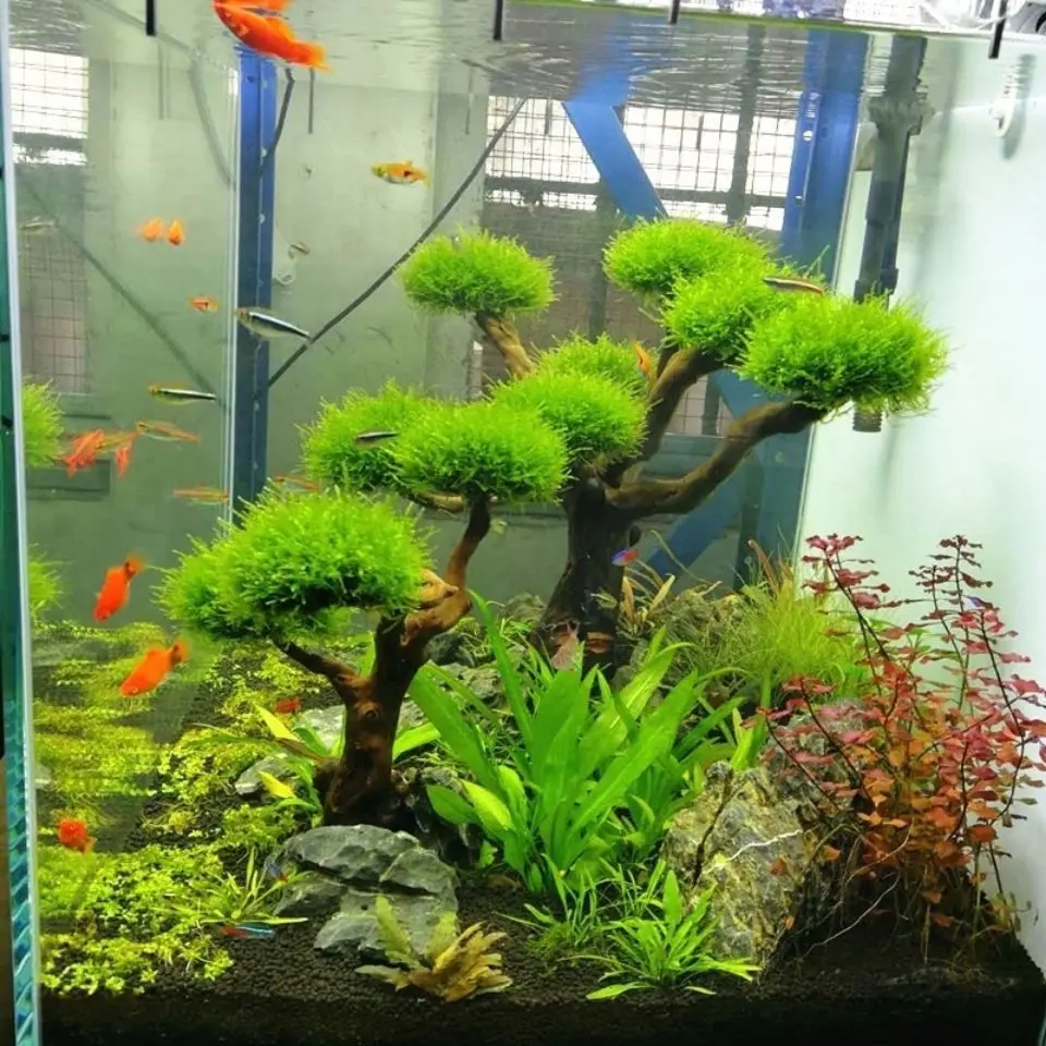 Aquarium Driftwood Landscaping - Aquarium Driftwood ulasan dan harga