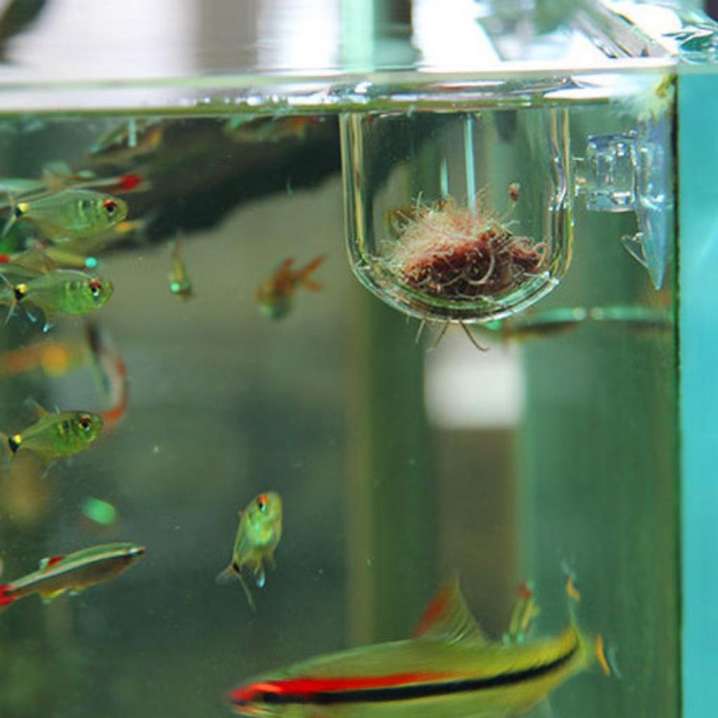 Fish Feeding Basket Glass Aqua - Live Plant Aquarium ulasan dan harga